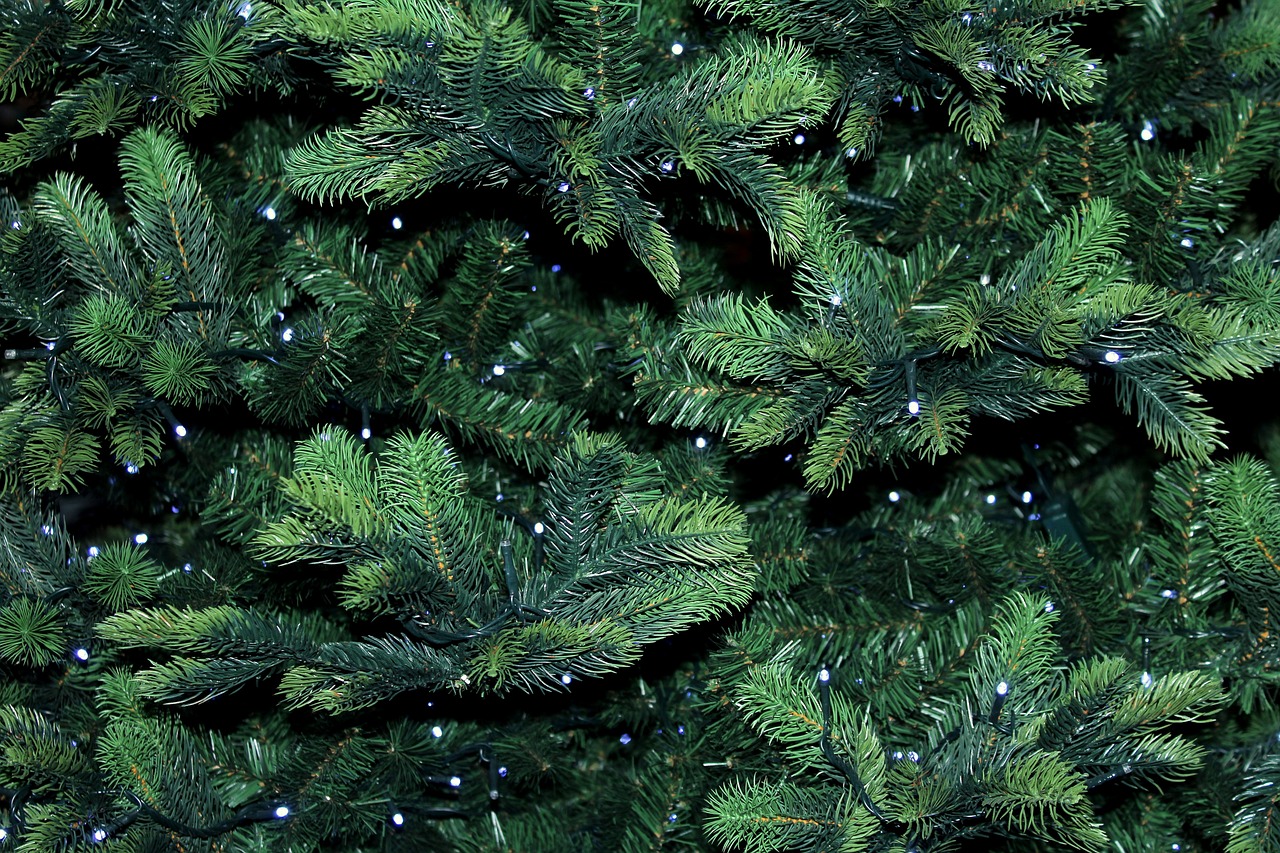 Carmichael-bush-christmas-light this image shows bush Christmas lights in Carmichael, CA